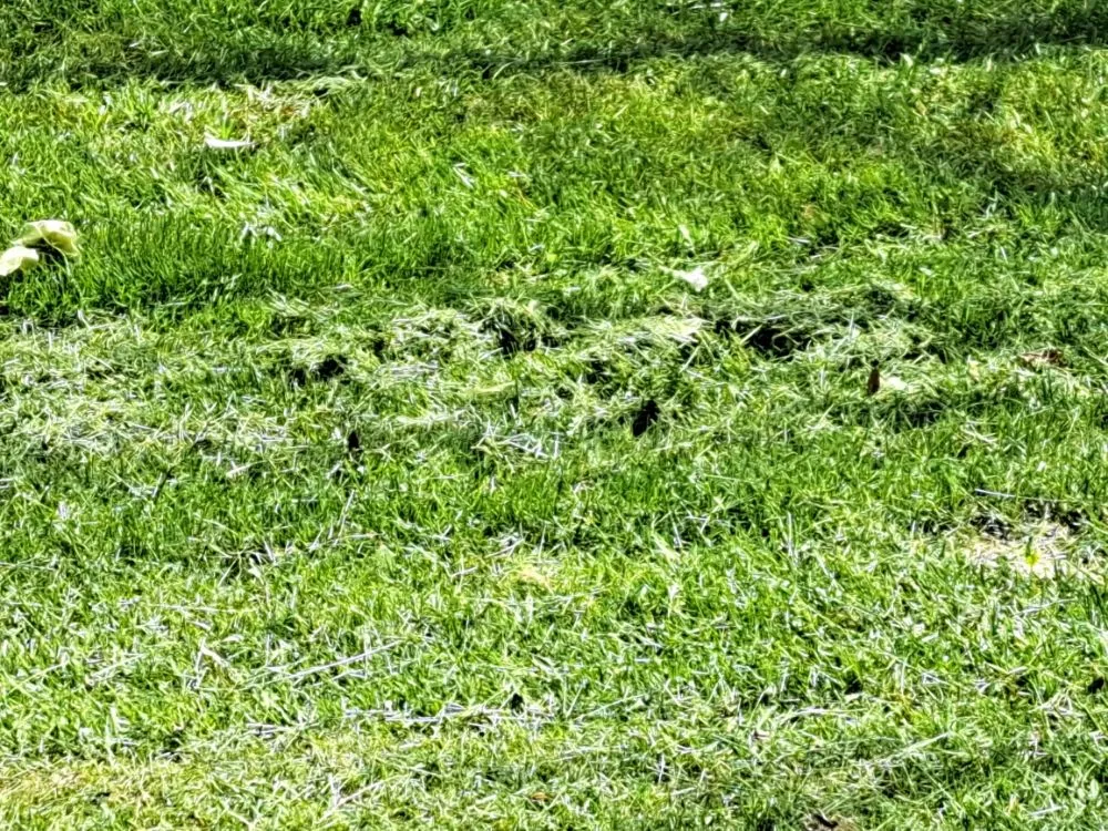 Custom yard cleanup service for beautiful yards across Racine, WI - Randy's Service's