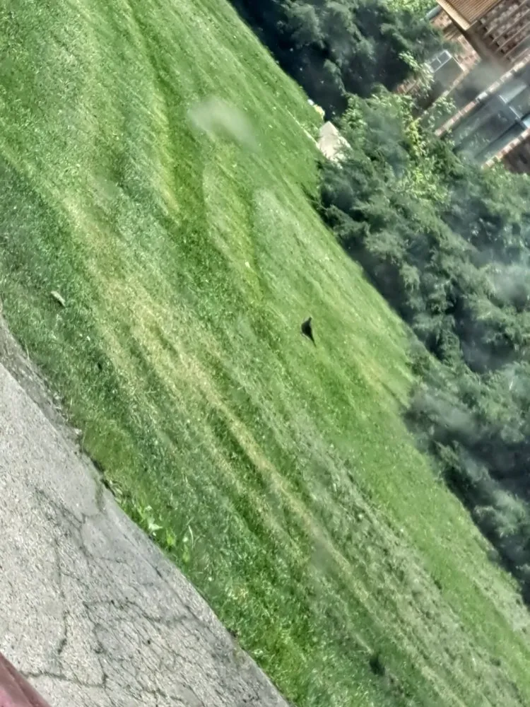 Affordable lawn care service in Racine, WI - Randy's Service's