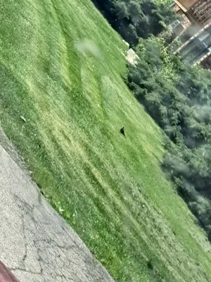 Randy's Service's Logo