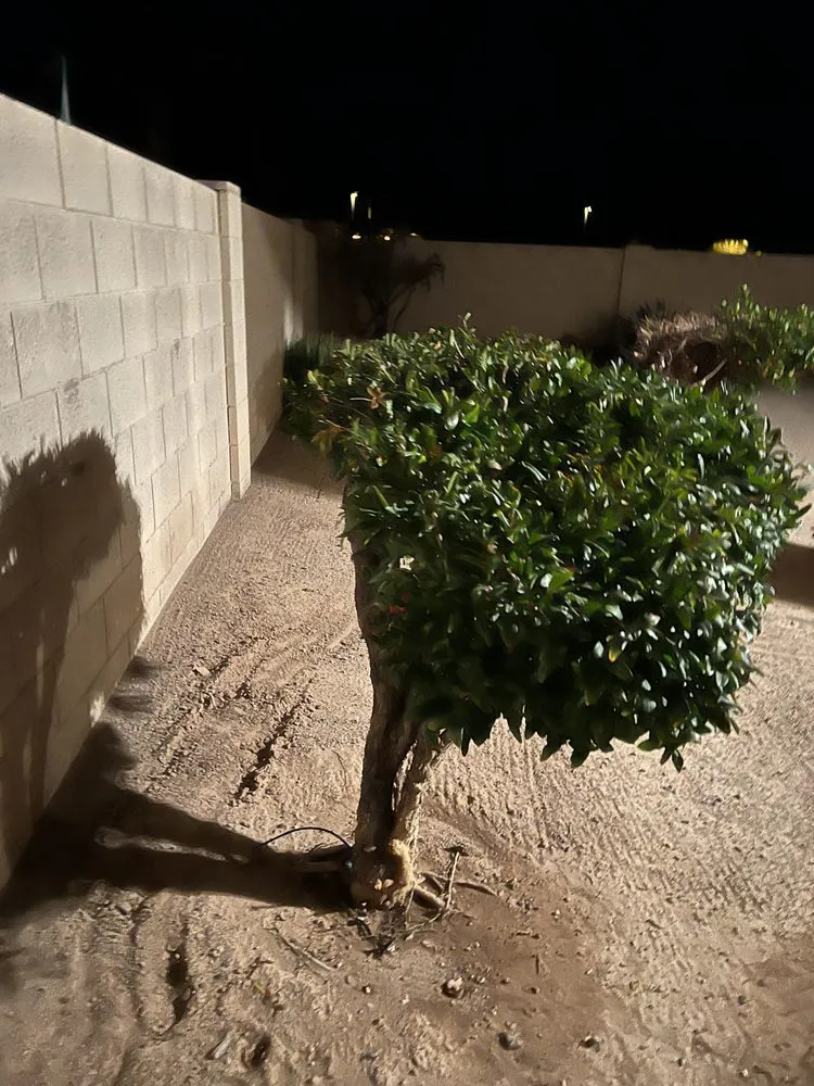 Professional lawn mowing service in Tucson, AZ by Randy's services