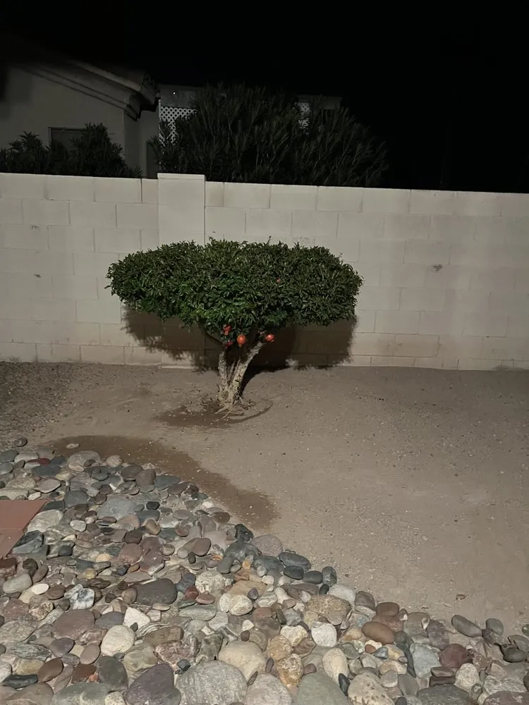 Trusted garden landscaping experts serving Tucson, AZ - Randy's services