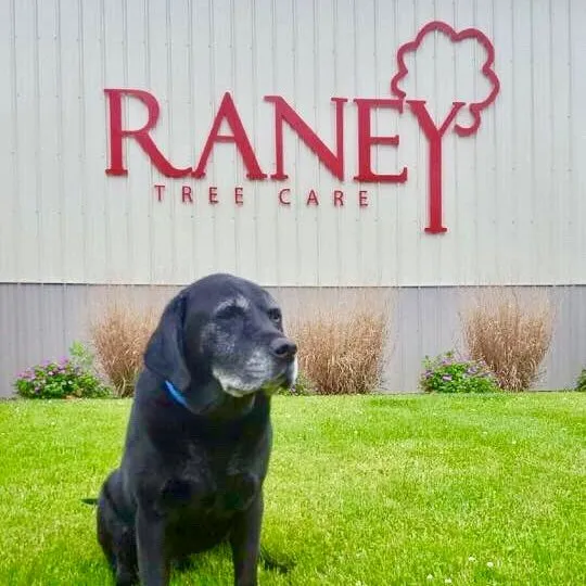Top-rated landscaping services in Moline, IL by Raney Tree Care