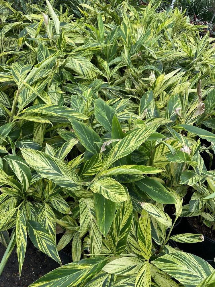 Affordable yard maintenance in Houston, TX - Rangel Southwest Creations Lawn Care