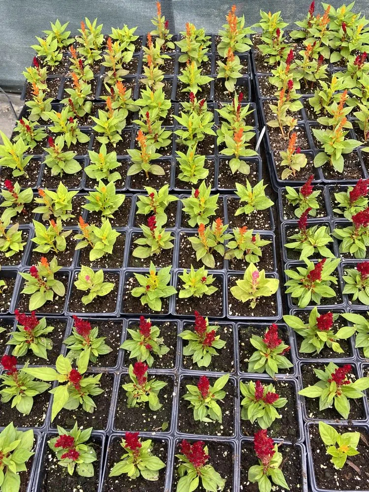 Custom outdoor landscaping with custom design across Houston, TX - Rangel Southwest Creations Lawn Care