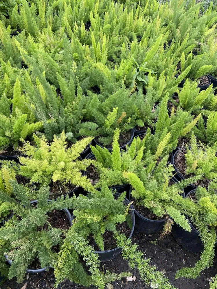 Top-rated residential landscaping for residential properties in Houston, TX by Rangel Southwest Creations Lawn Care