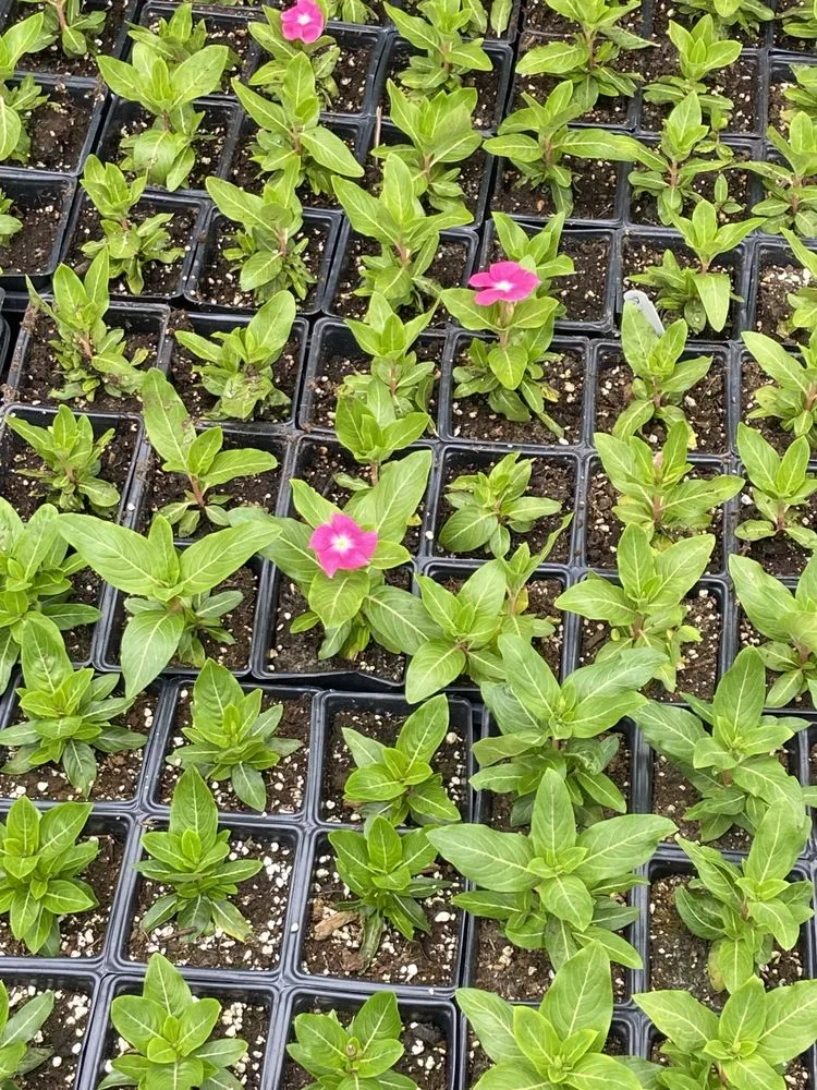 Local outdoor landscaping with custom design in Houston, TX by Rangel Southwest Creations Lawn Care