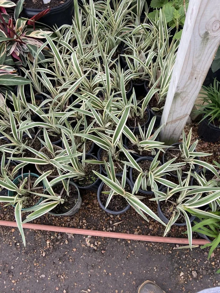 Affordable landscape installation in Houston, TX - Rangel Southwest Creations Lawn Care