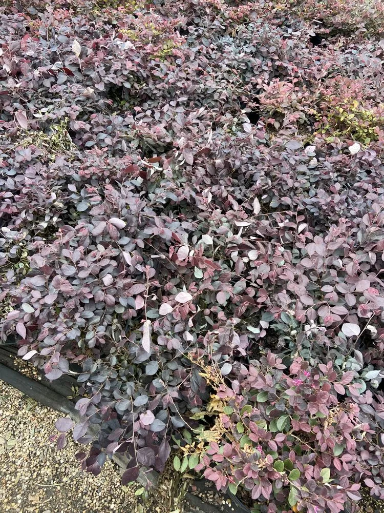 Trusted yard maintenance experts serving Houston, TX - Rangel Southwest Creations Lawn Care