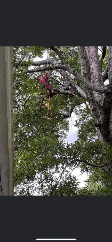 Local yard cleanup service experts serving Monroe, NC - Rangel Tree & Landscaping Services