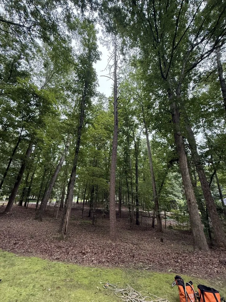 Professional outdoor landscaping in Monroe, NC - Rangel Tree & Landscaping Services