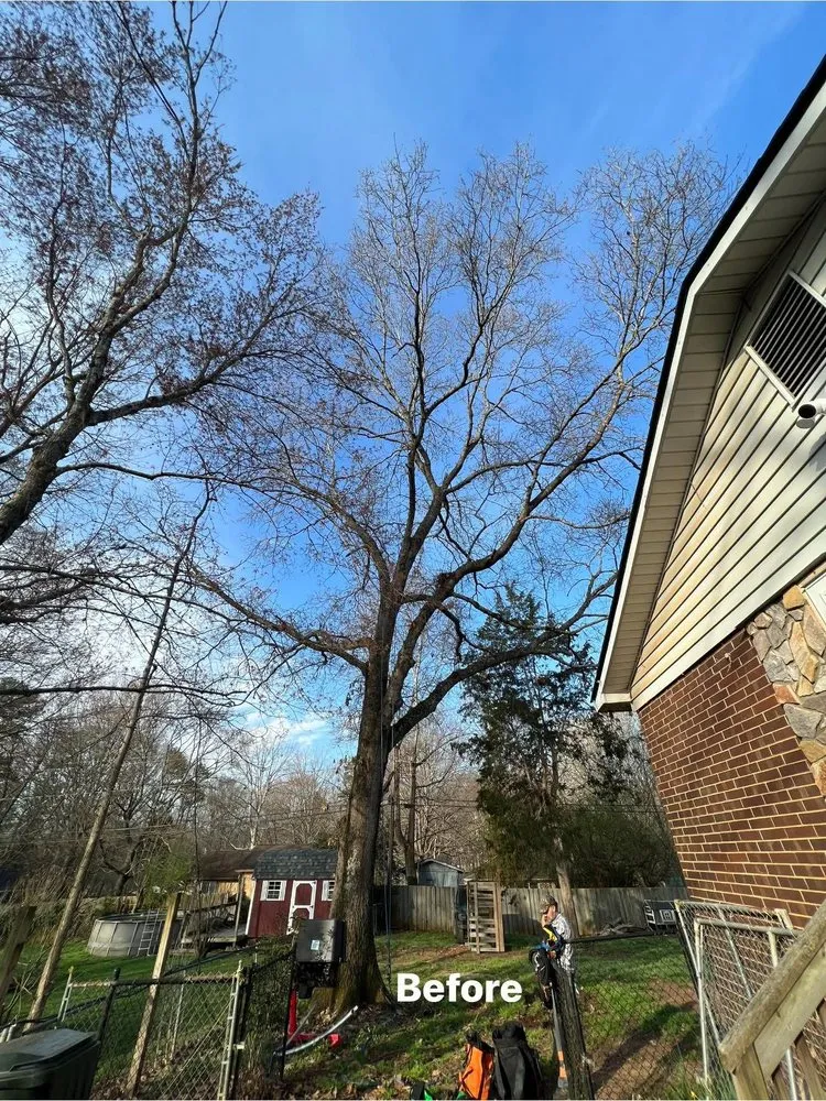 Trusted landscape design experts serving Monroe, NC - Rangel Tree & Landscaping Services