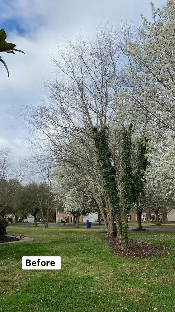 Top-rated lawn care service in Monroe, NC by Rangel Tree & Landscaping Services