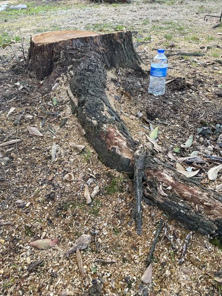 Expert lawn mowing service for beautiful yards in Brookshire, TX by Rangel Tree Service