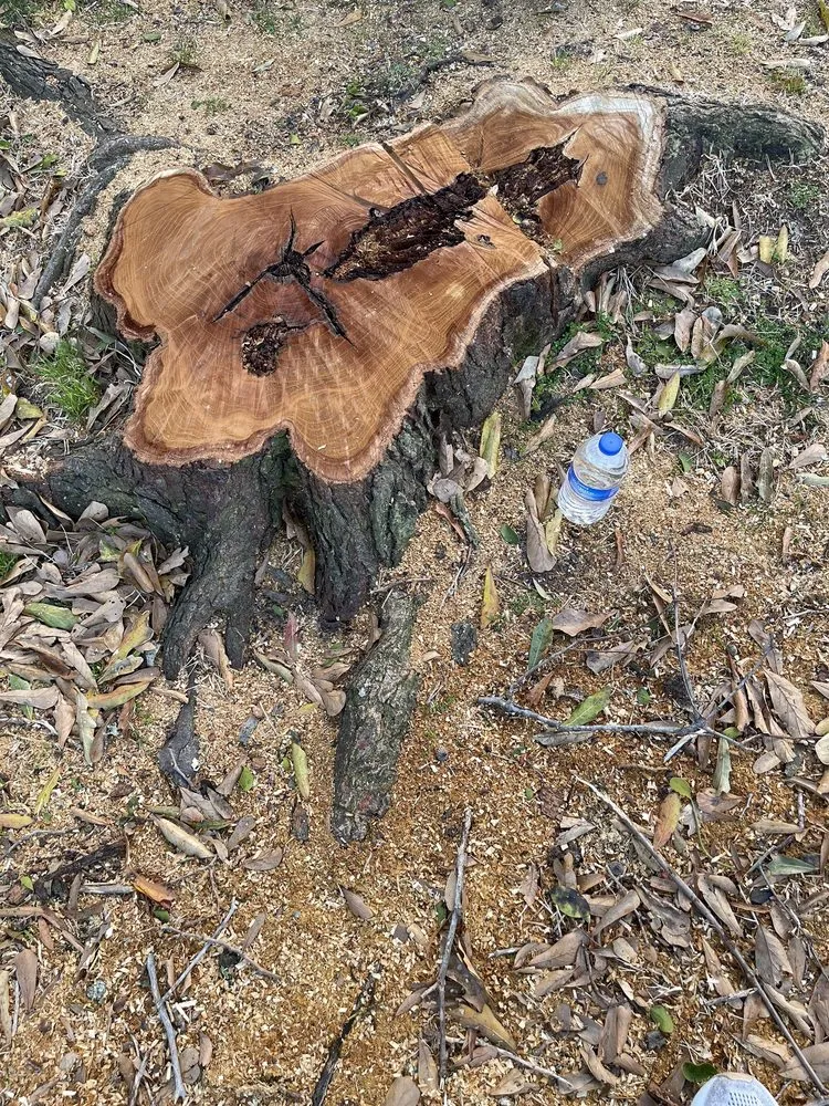 Trusted residential landscaping near you across Brookshire, TX - Rangel Tree Service