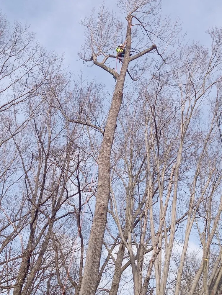 Expert outdoor landscaping in Fredericksburg, VA by Rangel's Tree and Landscaping Services