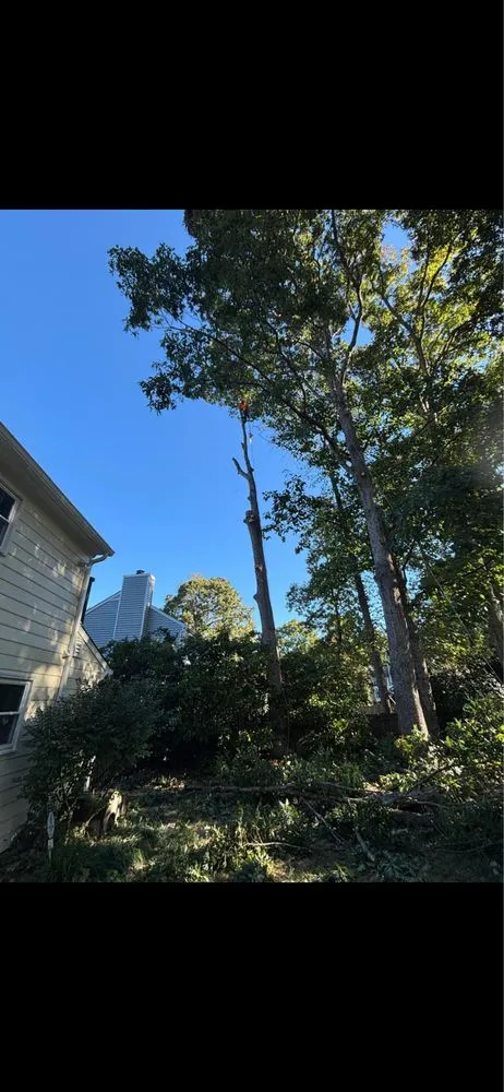 Expert landscaping services in Fredericksburg, VA - Rangel's Tree and Landscaping Services