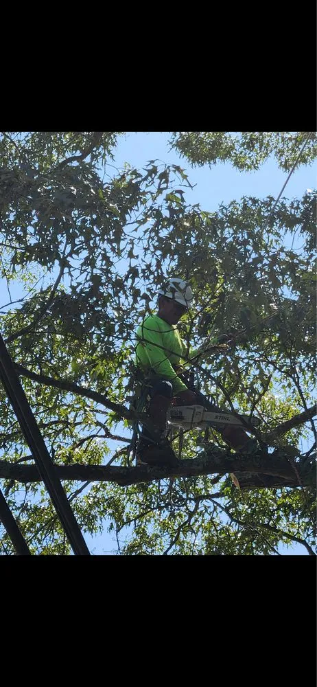 Reliable lawn care service for year-round maintenance across Fredericksburg, VA - Rangel's Tree and Landscaping Services