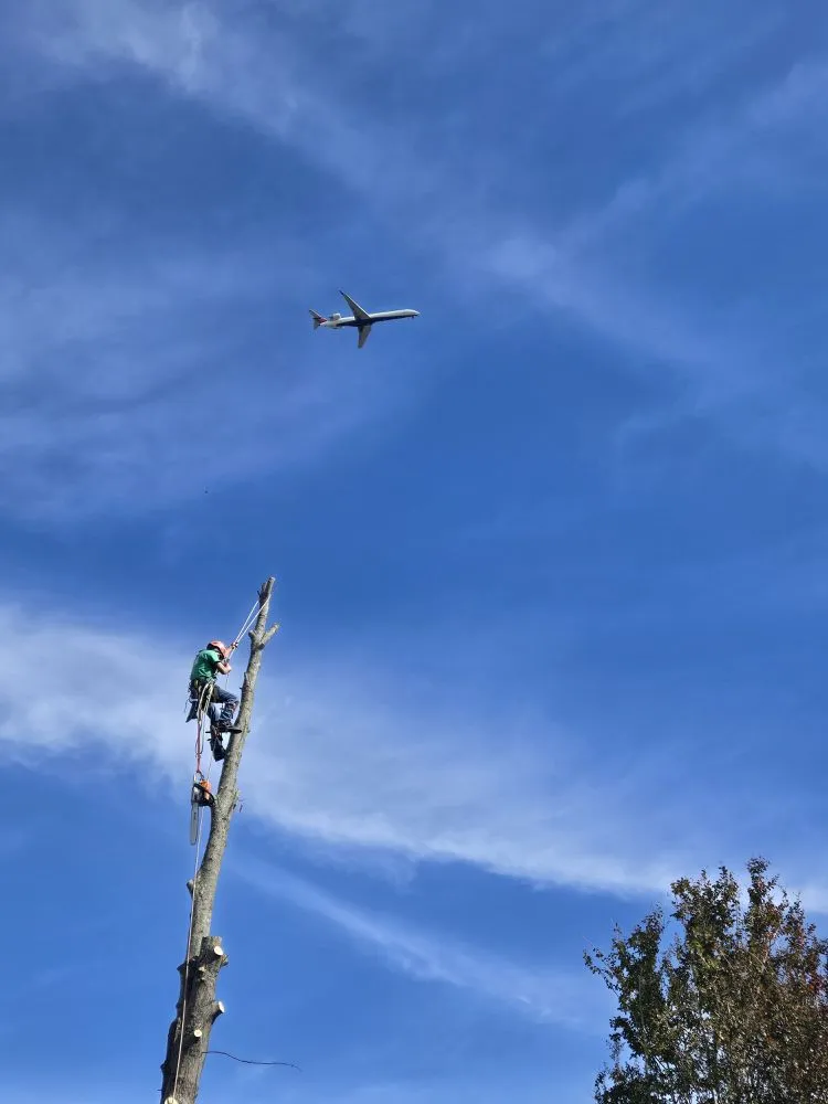 Custom landscape design for year-round maintenance in Fredericksburg, VA by Rangel's Tree and Landscaping Services