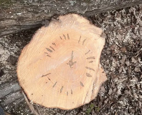 Rangel's Tree and Landscaping Services