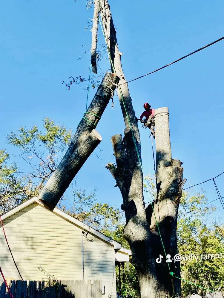 Professional garden landscaping experts serving Chattanooga, TN - Rango Tree