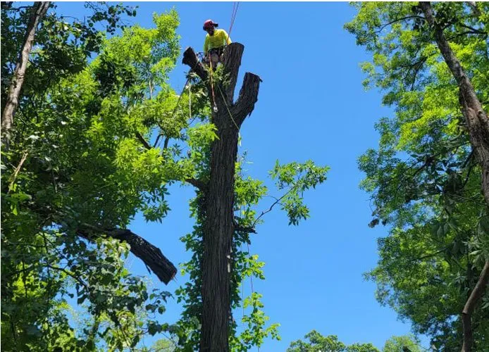 Expert landscape design in Chattanooga, TN - Rango Tree