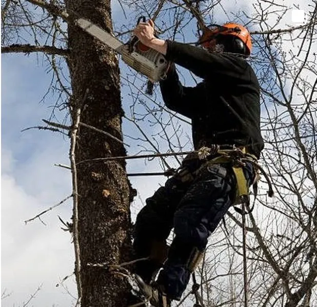 Trusted lawn care service for homes across Chattanooga, TN - Rango Tree