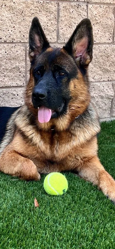 Affordable yard cleanup service experts serving Norco, CA - Ranscapes