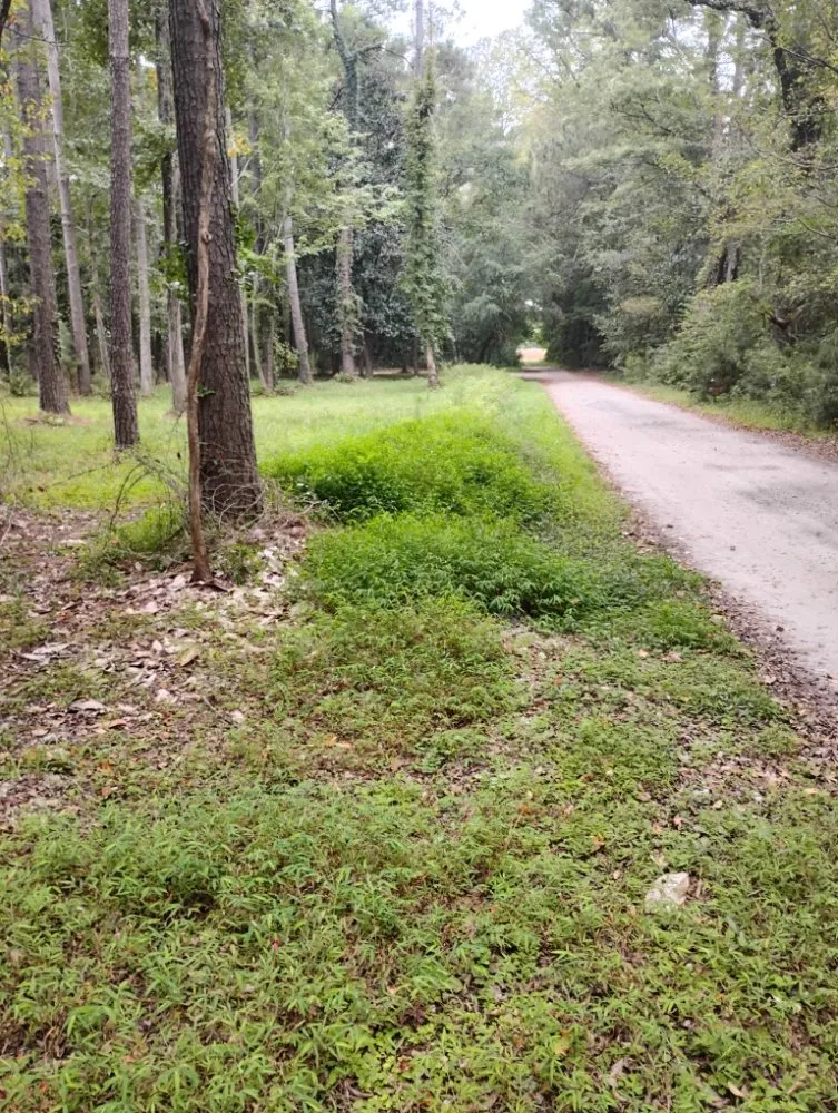 Expert yard cleanup service for homes across Rocky Point, NC - Ransom handyman & lawn care