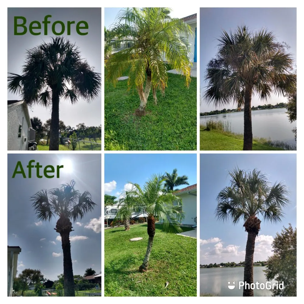Custom yard cleanup service for year-round maintenance across Port Charlotte, FL - Ransom Landscaping