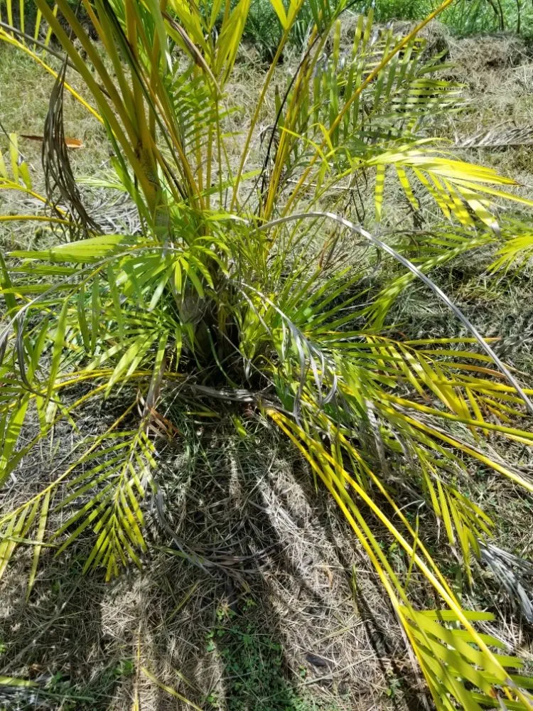 Trusted yard maintenance experts serving Punta Gorda, FL - Ranson Brothers | Punta Gorda