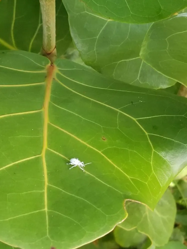 Top-rated landscape design experts serving Punta Gorda, FL - Ranson Brothers | Punta Gorda