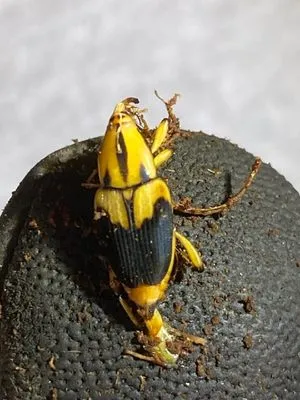 Ranson Brothers | Punta Gorda Logo