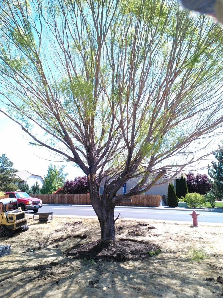 Professional yard maintenance for year-round maintenance in Sparks, NV by Rapid Landscape Removal