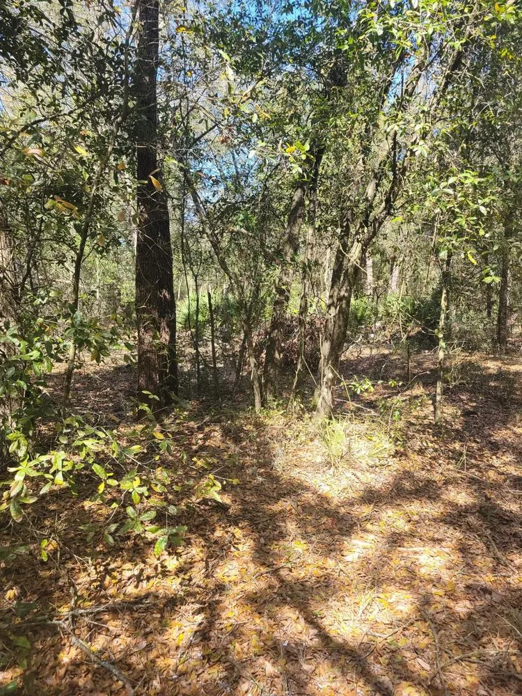 Professional landscape installation experts serving Starke, FL - Rapid Rooster Clearing