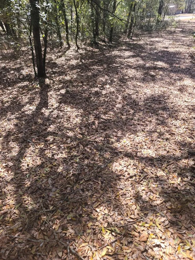 Custom lawn mowing service for beautiful yards across Starke, FL - Rapid Rooster Clearing