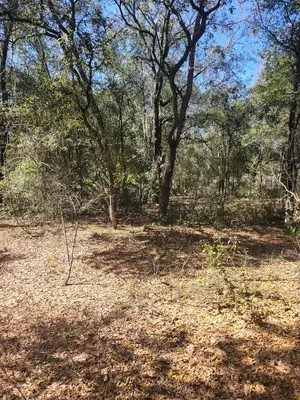 Rapid Rooster Clearing