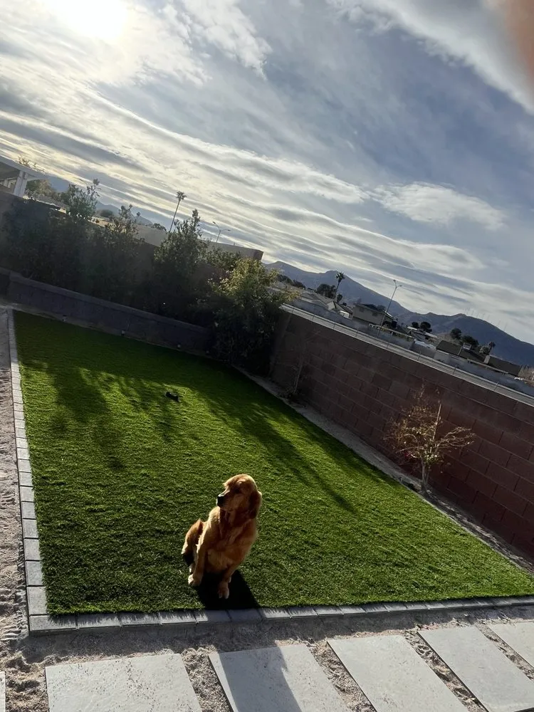 Local yard cleanup service for year-round maintenance in Henderson, NV by Rapid Tree Care