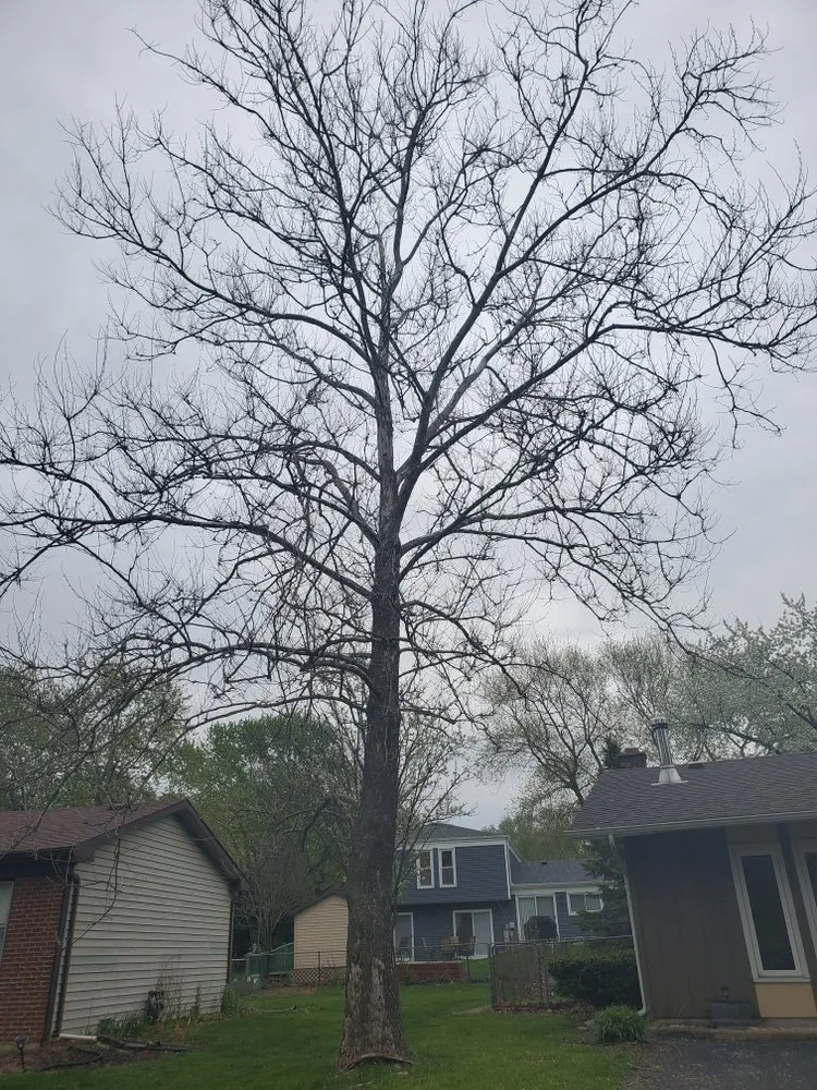 Trusted lawn care service near you across Joliet, IL - Rapid Tree Service & Landscape