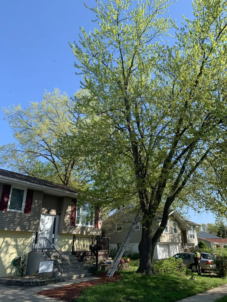 Local yard maintenance for outdoor upgrades across Joliet, IL - Rapid Tree Service & Landscape