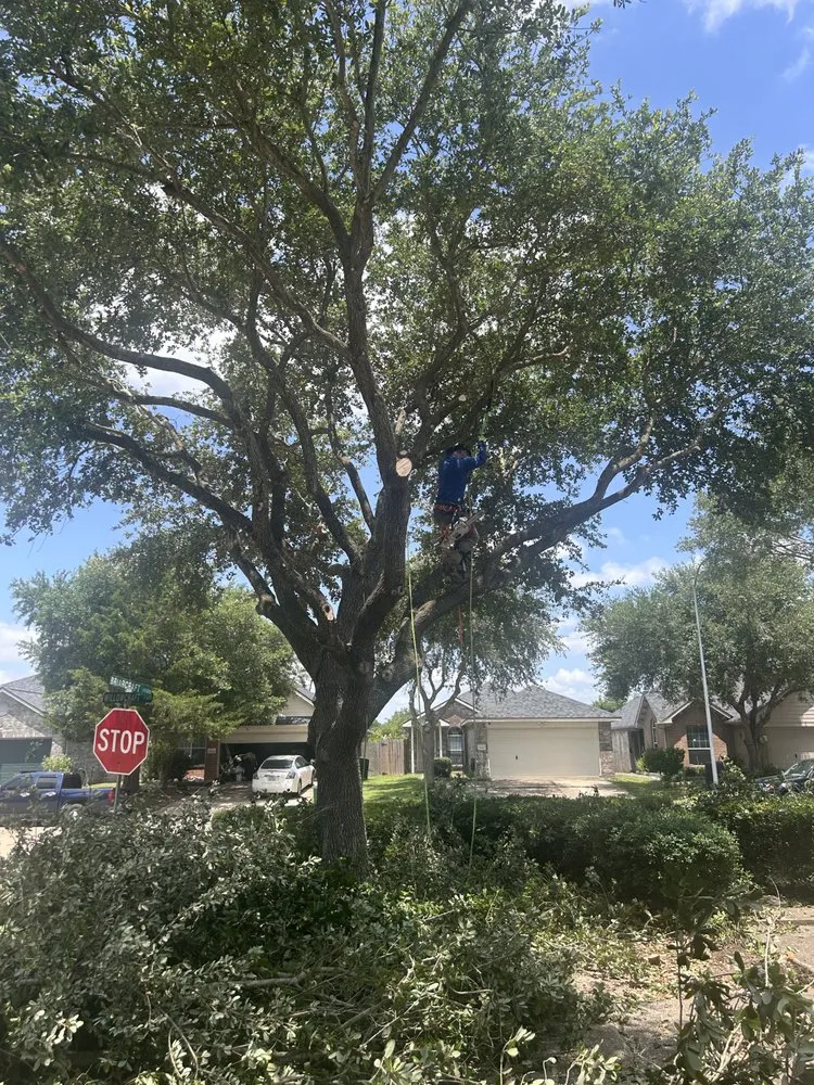 Trusted lawn care service in Houston, TX by Raptor Landscaping