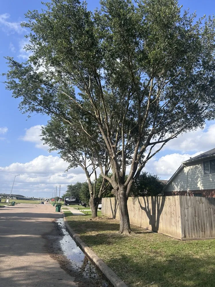 Trusted landscape design for outdoor upgrades across Houston, TX - Raptor Landscaping