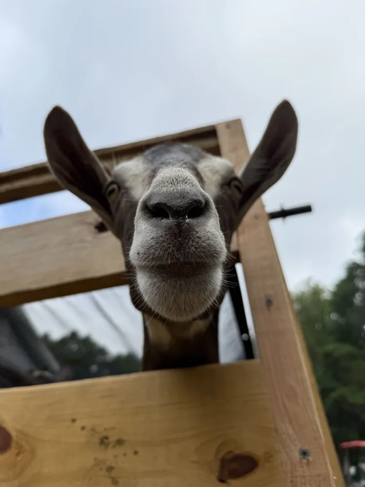 Top-rated landscaping services for year-round maintenance across Lebanon, CT - Raptor Ridge Farm