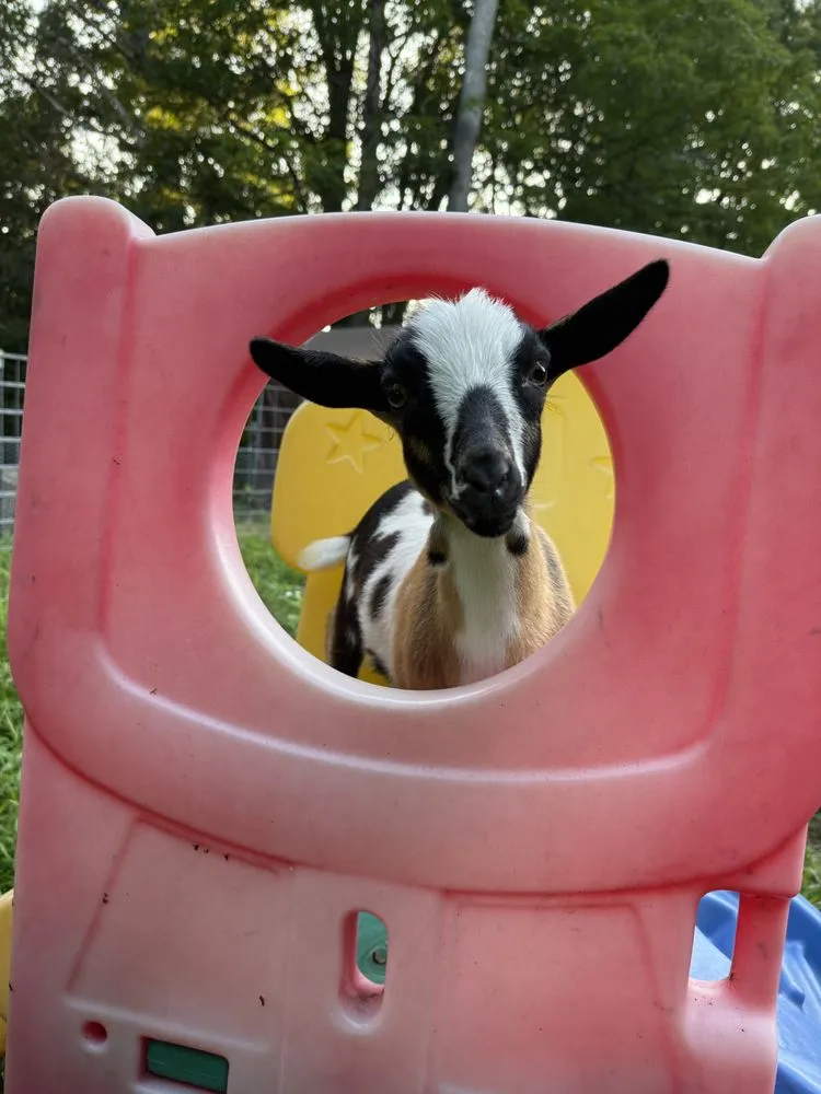 Expert landscape design experts serving Lebanon, CT - Raptor Ridge Farm