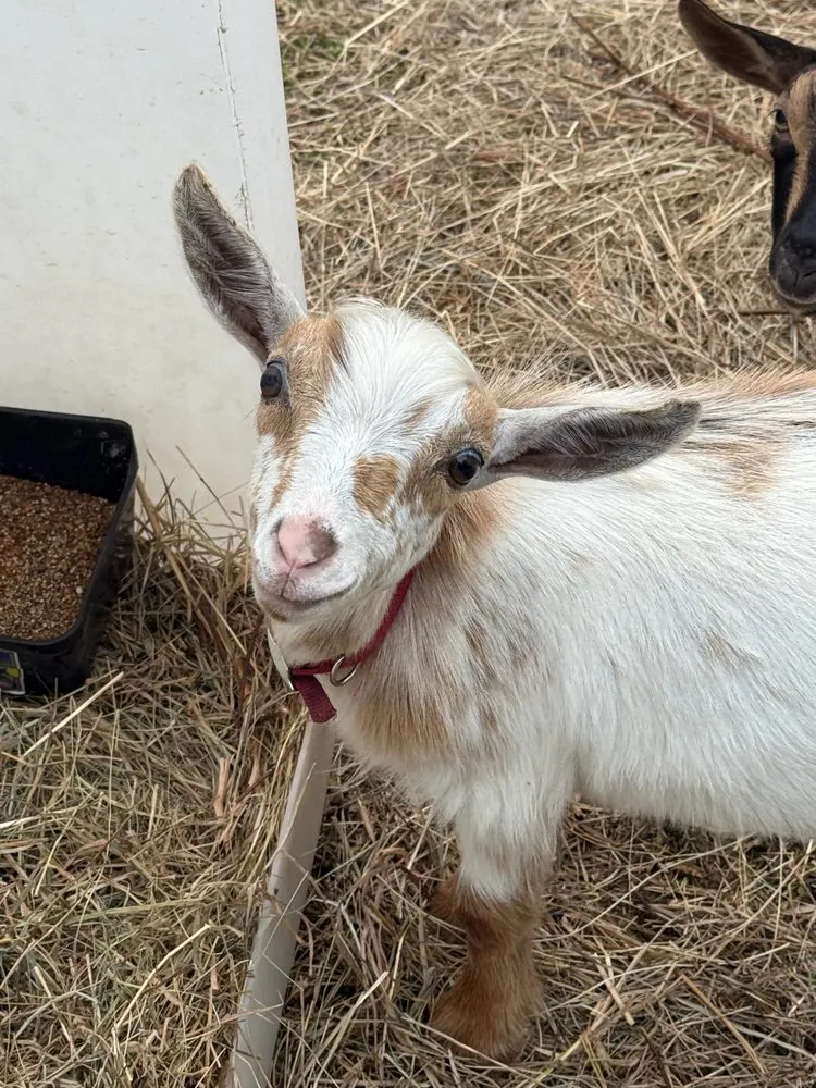 Custom residential landscaping experts serving Lebanon, CT - Raptor Ridge Farm