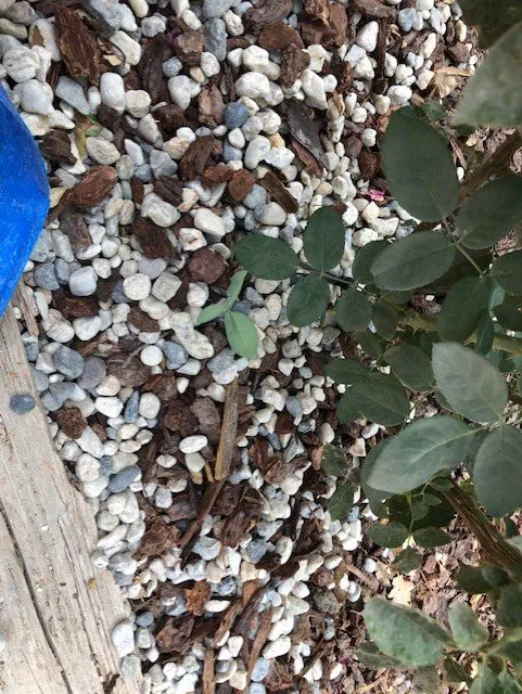 Professional yard maintenance for outdoor upgrades in Grass Valley, CA by Rare Earth Landscape Materials