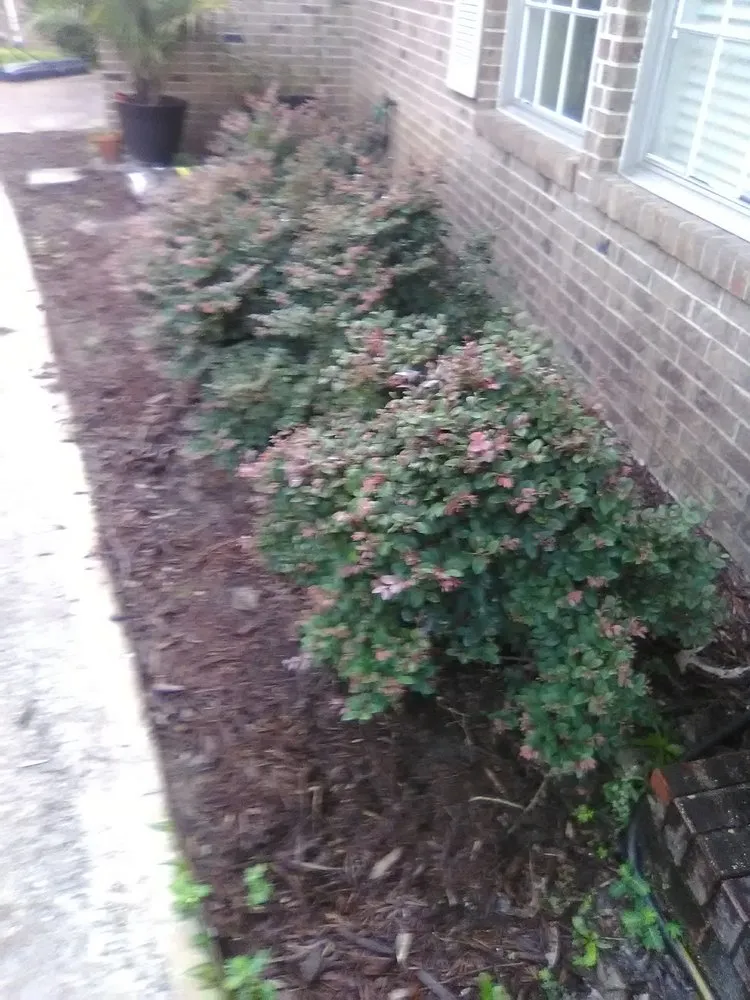 Professional yard maintenance near you in Tallahassee, FL by Rare Earth Lawn Care