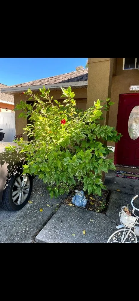 Top-rated landscape installation for beautiful yards across Tampa, FL - Rasbot Lawn Care Services