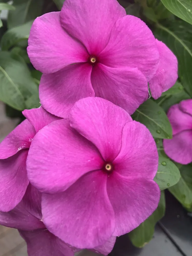 Affordable lawn care service in Lexington, MA by Rashidi Property Services