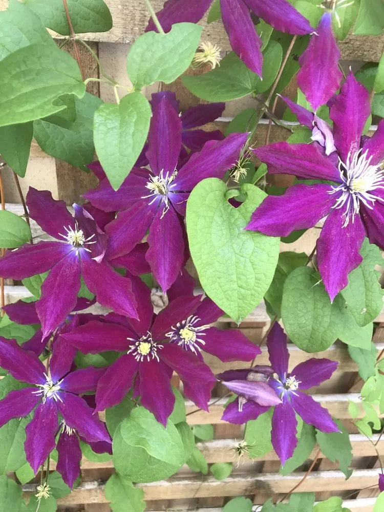 Affordable garden landscaping for homes in Lexington, MA by Rashidi Property Services