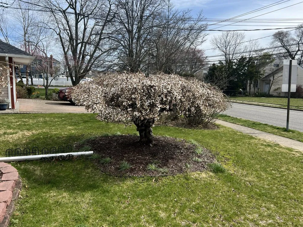 Reliable landscape installation for homes across Oceanside, NY - Rath Arborist Services